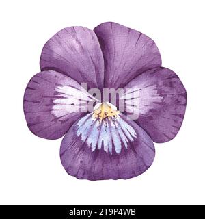 Fleur de pensée aquarelle isolée sur blanc. Violet dessiné à la main sur blanc pour la conception de logo, emballage, cartes, invitations, menus et restaurants Banque D'Images