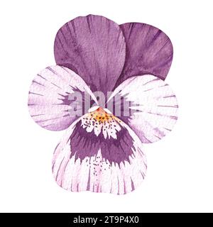 Fleur de pensée aquarelle isolée sur blanc. Violet dessiné à la main sur blanc pour la conception de logo, emballage, cartes, invitations, menus et restaurants Banque D'Images