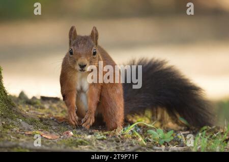 portrait d'un écureuil anxieux et questionnant avec ses pattes avant pendantes devant un fond brun clair flou Banque D'Images