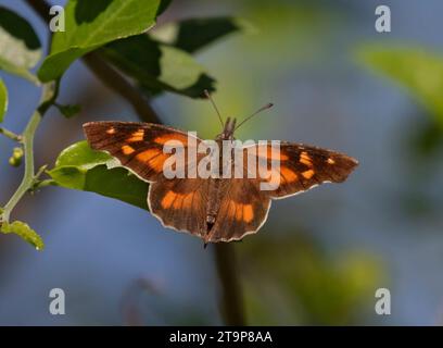 Papillon du museau américain (Libytheana carinenta) gros plan Banque D'Images