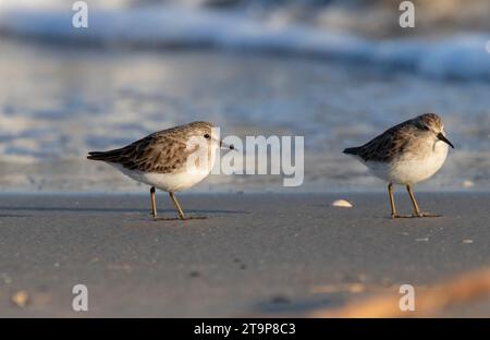 Couple des moins Sandpipers (Calidris minutilla) sur la plage, Galveston, Texas Banque D'Images