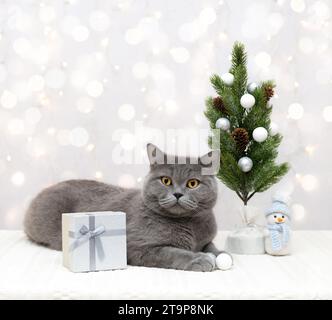 Chat britannique avec un cadeau à l'arbre de Noël sur un fond clair avec bokeh. Carte de nouvel an avec chat mignon et décorations de Noël. Espace de copie. Banque D'Images