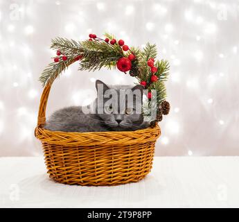 Chat britannique dans un panier en osier sur un fond clair. Carte de voeux du nouvel an avec mignon chat gris et décorations de Noël. Banque D'Images