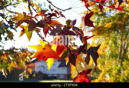 Sweet gum laisse des feuillages d'automne incroyablement colorés Banque D'Images