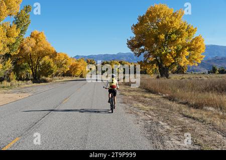 femme pédalant sur une route de campagne à deux voies vers les montagnes à l'automne avec des arbres de cotonnier jaune et ciel bleu Banque D'Images