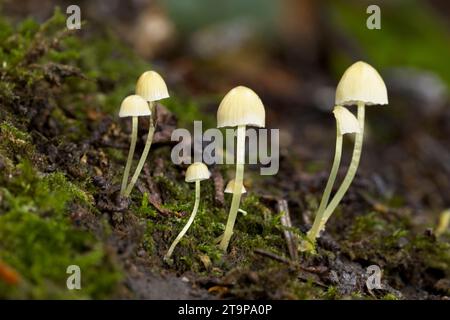 Une photo en gros plan de petits champignons coiffés sur des bûches tombées dans une forêt. Banque D'Images