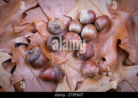 Une photo concept de pose plate de glands et de chapeaux sur des feuilles séchées en automne. Banque D'Images