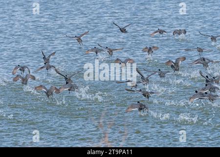 Un troupeau de Migrating American Coots décollant sur un Bayou du fleuve Mississippi près de Savanna, Illinois Banque D'Images