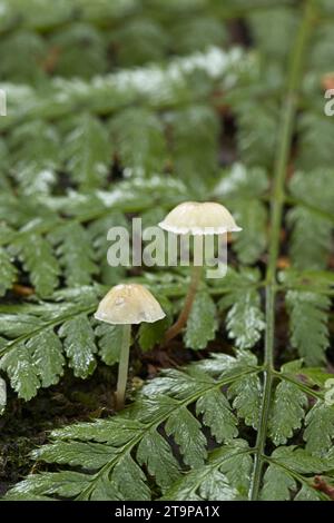 Une photo en gros plan de petits champignons coiffés sur des bûches tombées dans une forêt. Banque D'Images