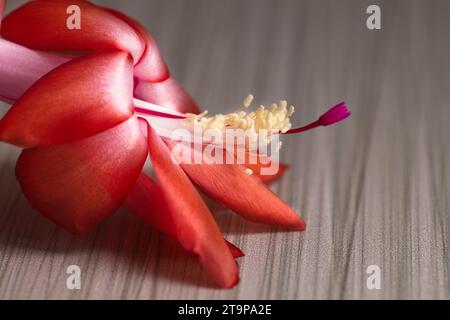 Une photo rapprochée d'une fleur de cactus de Noël affichée sur une table. Banque D'Images