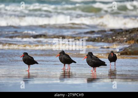 Oystercatchers dans une ligne Banque D'Images