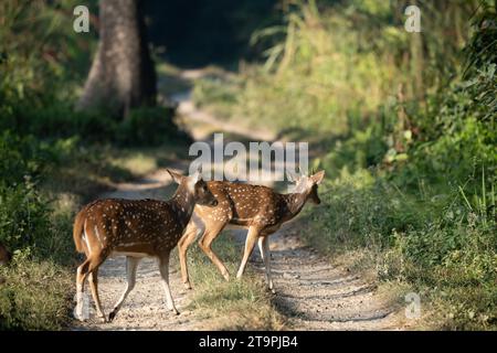 Deux cerfs tachetés traversant le chemin de terre dans la jungle. Banque D'Images