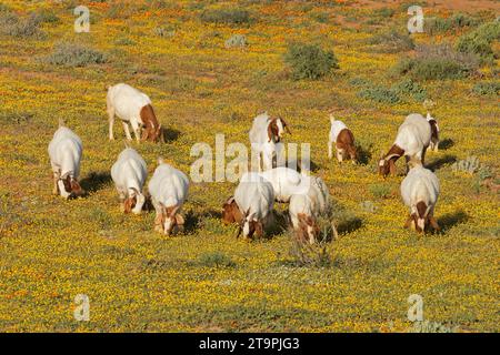 Chèvres en liberté se nourrissant dans un champ aux fleurs sauvages jaunes, Namaqualand, Afrique du Sud Banque D'Images