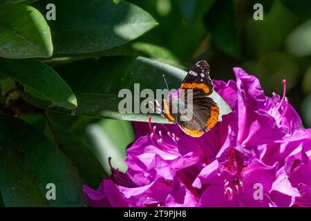 Issaquah, Washington, États-Unis. Papillon amiral rouge sur un Rhododendron du Pacifique en fleurs. Banque D'Images