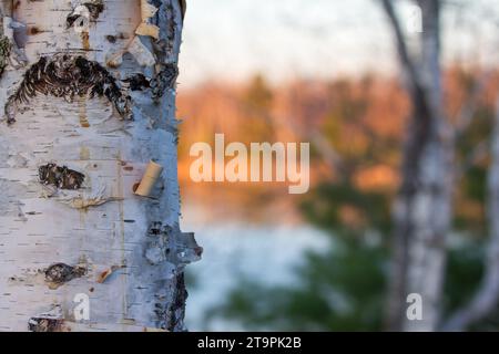 Arbre de bouleau à papier (Betula papyrifera) gros plan avec fond flou du lac et du rivage coloré Chippewa National Forest, nord du Minnesota USA Banque D'Images