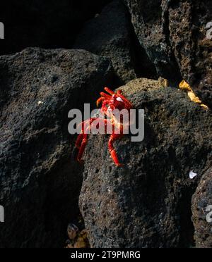 Photo rapprochée d'un crabe hawaïen A'ama, espèce Grapsus Tenuicrustatus. (Royaume Animalia, Phylum Arthropoda, classe Malacostraca, ordre Decapoda, famille Grapsidae, genus Grapsus) Banque D'Images