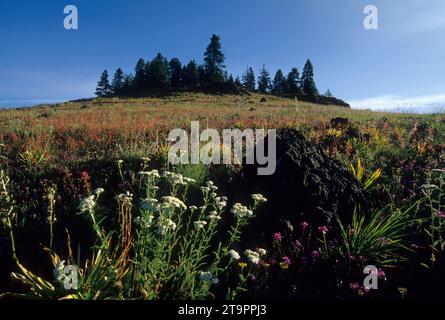 Summit Ridge yarrow, terrain de jeux national de Hells Canyon, Oregon Banque D'Images