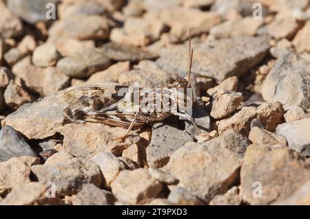 Gros plan détaillé naturel sur la belle sauterelle méditerranéenne, Oedaleus deceus assis sur le sol Banque D'Images