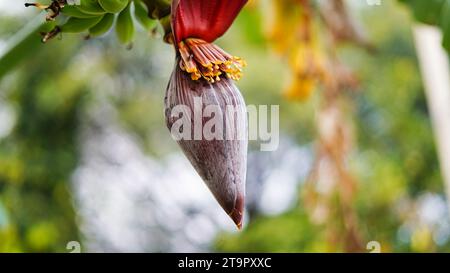 Fleur de banane.Close up de fleur de banane rouge accrochant sur le bananier avec fond flou. Banque D'Images