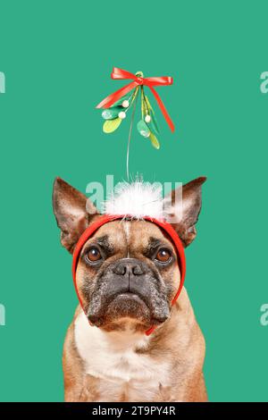 Mignon chien Bulldog français portant le bandeau de GUI de Noël devant le fond vert Banque D'Images