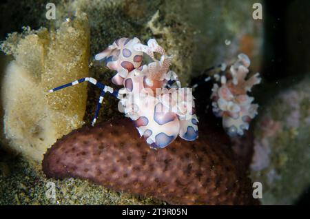 Paire de crevettes arlequines, Hymenocera elegans, se nourrissant d'étoiles de mer, Lickia sp, site de plongée de Laha, Ambon, Maluku, Indonésie, mer de Banda Banque D'Images