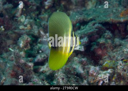 Subadulte Pacific Sailfin Tang, Zebrasoma velifer, site de plongée Bio Rock, Pemuteran, Bali, Indonésie Banque D'Images