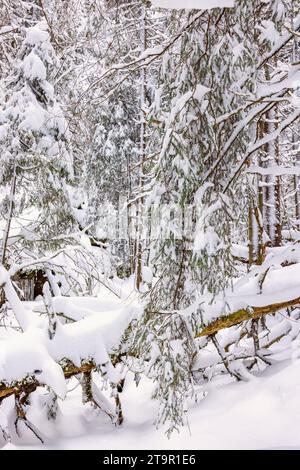 Forêt d'hiver avec neige et gel sur une journée froide d'hiver Banque D'Images