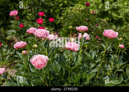 Le saumon gravé rose double pivoine a fleuri en été Banque D'Images