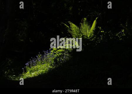 Fougères bluebells et plantes boisées illuminées par le soleil brisant un trou dans les arbres - Royaume-Uni Banque D'Images