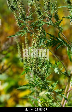 Ambrosia trifida, l'ambroisie géante, est une espèce de plante à fleurs de la famille des Asteraceae. Banque D'Images