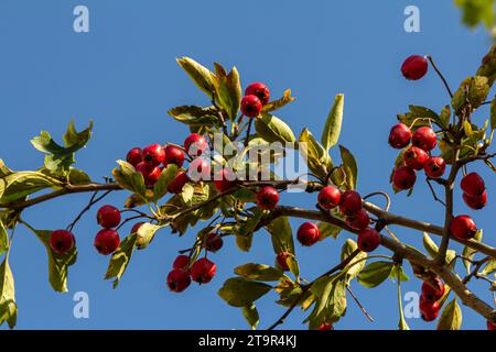 Branches vertes d'aubépine parsemées de baies rouges. Banque D'Images