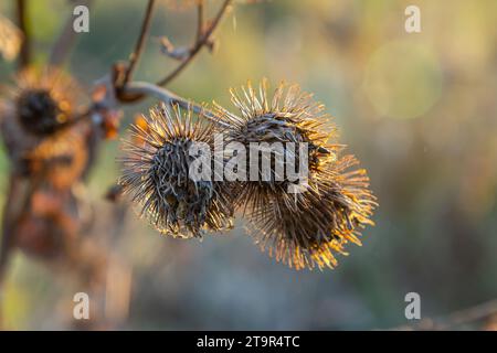 Arctium lappa, têtes de graines sèches de moindre erdock. Arctium moins, automne dans la prairie avec des fleurs séchées terdock, communément appelé plus grand terrier, comestible Banque D'Images