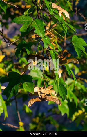 Bouquet de fruits d'Acer platanoides, également connu sous le nom d'érable de Norvège. Le fruit est un double samara avec deux graines ailées. Banque D'Images