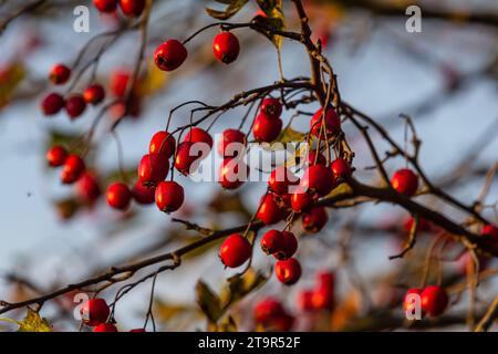 Les baies rouges de l'aubépine poussent sur un buisson. Banque D'Images