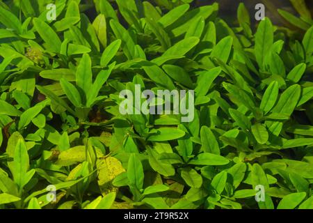 Les algues vertes recouvraient un rocher de granit dans le lit d'une rivière. Fond et texture. Algues marécageuses. Banque D'Images