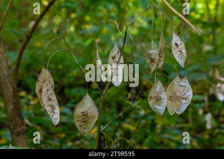 Silices sèches de Lunaria couvertes de rime le matin d'automne contre jardin flou. Gros plan. Mise au point sélective. Banque D'Images