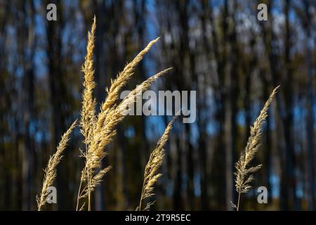 Inflorescence du bois petit roseau Calamagrostis épigejos sur un pré. Banque D'Images