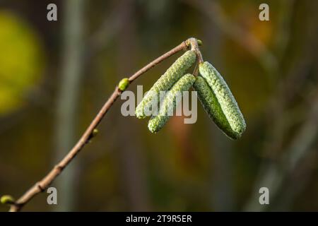 Hazel catkins au printemps. les fleurs de noisettes pendent d'un buisson de noisettes comme des signes annonciateurs du printemps. boucles d'oreilles noisette sur un arbre contre un automne bleu Banque D'Images