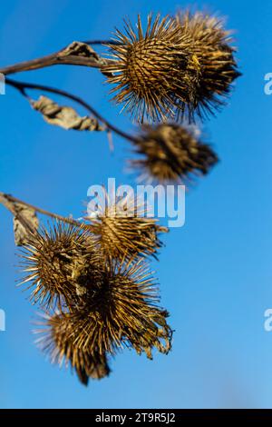 Arctium lappa, têtes de graines sèches de moindre erdock. Arctium moins, automne dans la prairie avec des fleurs séchées terdock, communément appelé plus grand terrier, comestible Banque D'Images