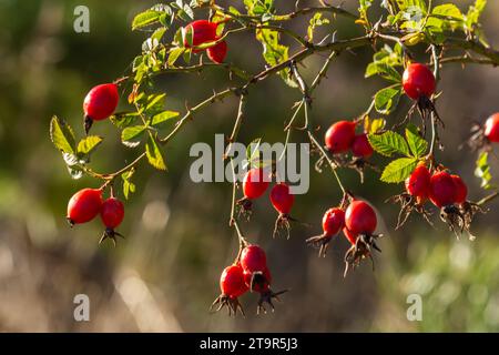 Baies de rose musquée rouges sur les branches. Nature morte romantique d'automne avec baies de rose musquée. Baies ridées de rose musquée sur un buisson à la fin de l'automne. Hawthorn ber Banque D'Images