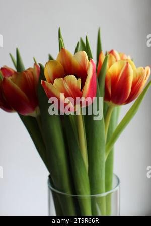 Dessus d'un bouquet de tulipes rouges aux bords jaunes dans un vase en verre isolé sur fond blanc Banque D'Images