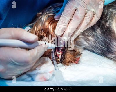 Vétérinaire dentiste nettoyer les dents de chien près, animal de compagnie est sous anesthésie dans la clinique vétérinaire. Nettoyer les dents de la plaque et des pierres. Banque D'Images