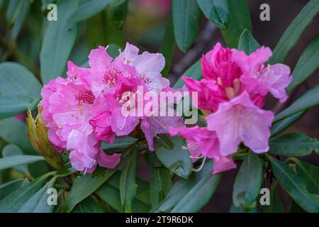 Rhododendron Nobleanum venustum, Rhododendron arboreum venustum, fermes compactes de fleurs mi-rose, tacheté rose foncé dans la gorge Banque D'Images