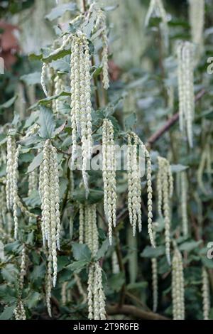 Garrya elliptica James Roof, gland en soie James Roof, Flowers mâle, en catkins gris-vert tombant Banque D'Images