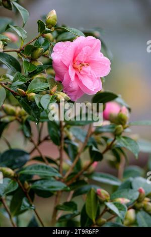 Camellia × williamsii Donation, semi-double, fleurs rose-rose clair en hiver Banque D'Images