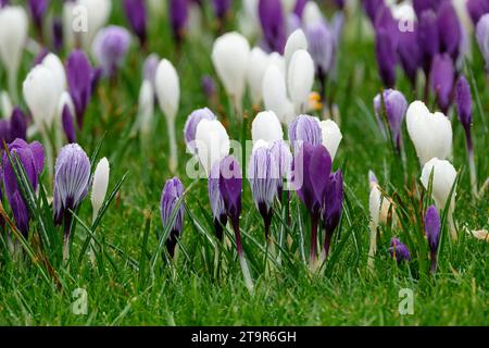 Crocus vernus, crocus printanier, crocus géant, crocus hollandais, couleurs mélangées poussant dans l'herbe Banque D'Images