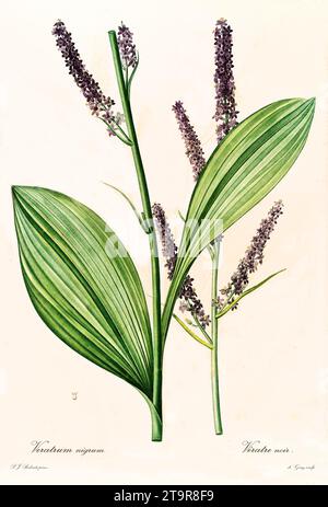 Ancienne illustration du faux hellébore noir (Veratrum nigrum). Les liacées, de P. J. redouté. Impr. Didot Jeune, Paris, 1805 - 1816 Banque D'Images