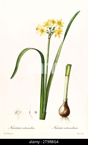 Vieille illustration de la jonquille en coupelle Cowslip (Narcissus x compressus). Les liacées, de P. J. redouté. Impr. Didot Jeune, Paris, 1805 - 1816 Banque D'Images