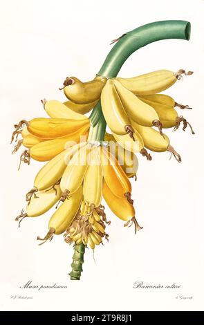 Ancienne illustration de bouquet de bananes (Musa x paradisiaca). Les liacées, de P. J. redouté. Impr. Didot Jeune, Paris, 1805 - 1816 Banque D'Images