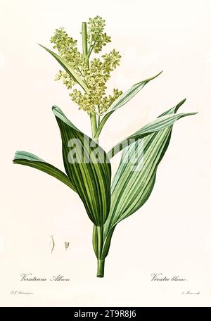 Ancienne illustration de False Helleborine (album Veratrum). Les liacées, de P. J. redouté. Impr. Didot Jeune, Paris, 1805 - 1816 Banque D'Images